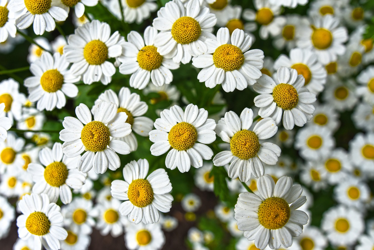 chamomile, flowers, plant, white flowers, petals, flower background, bloom, asteraceae, herbs, nature, closeup, chamomile, beautiful flowers, chamomile, flower wallpaper, chamomile, chamomile, chamomile, herbs, herbs