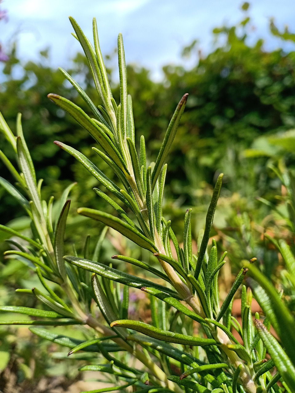 rosemary, garden, plant, herbs, sage rosemary, it is aromatic, odor, rosemary, rosemary, rosemary, rosemary, nature, rosemary