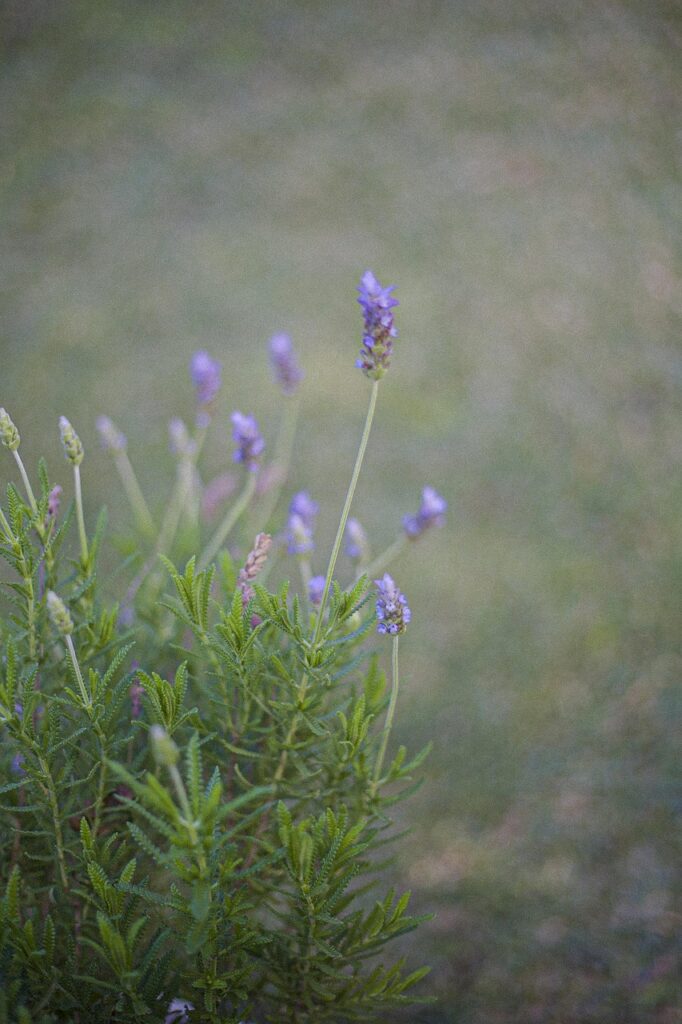 lavender, nature, wild, field, botany, smell, homeopathy, farming, aromatic, fragrant, flora, plant, purple